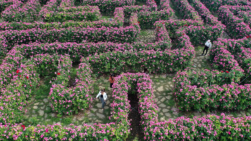 安龙：“鲜花迷宫”花团锦簇迎客来
